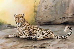 "Leopard on rock"