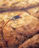 "Agama Lizard"