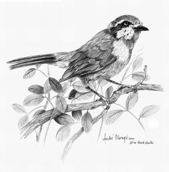 "Olive Bush Shrike"