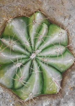 "Turk's Cap Cactus"