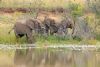"Elephant Herd at Waterhole"