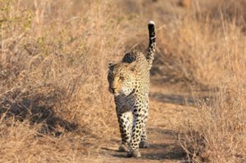 "Leopard on the Prowl"