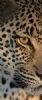 "Leopard Stare"