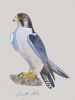 "Lanner Falcon"