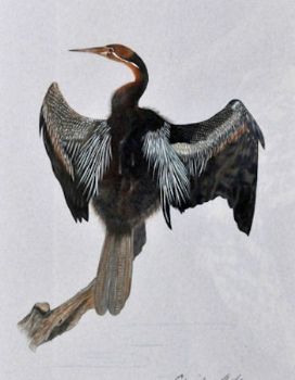 "Darter"