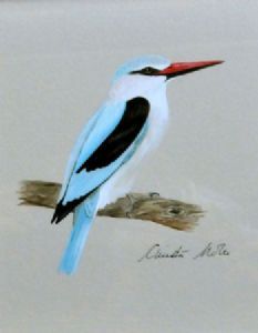 "Woodland Kingfisher"