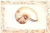 "Sea Shell (Calmness)"