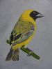 "Masked Weaver"