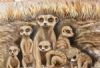 "Babysitting - Meerkat Family"