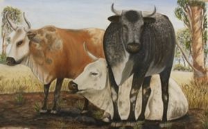"Nguni Cows"