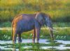 "Elephants and Egrets"