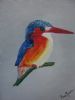 "Malachite Kingfisher"