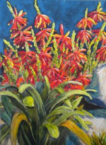 "Erica Mimosa, Fynbos Cape"