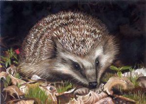 "European Hedgehog"