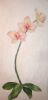 "Thai Moth Orchid"