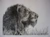 Portrait Tinted Mained Lion