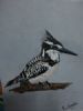 "Pied Kingfisher"