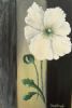 "Poppy on Grey"