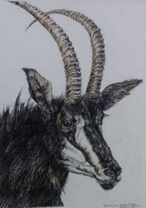 "Portrait of a Sable Antelope"