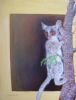 "Bushbaby"