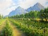 "Stellenbosch Vineyard"