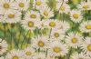 "Daisies 3"