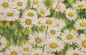 "Daisies 3"