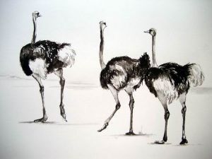 "Ostrich"