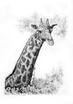 "Umgeni Giraffe"