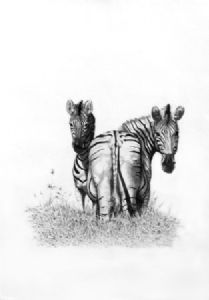 "Umgeni Zebra"