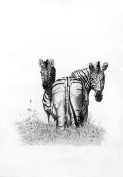 "Umgeni Zebra"