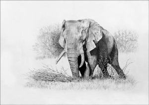 "Kruger Elephant"