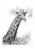 "Umgeni Giraffe"