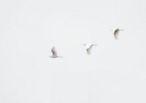 "Three Egrets"