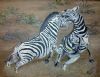 "Zebra"