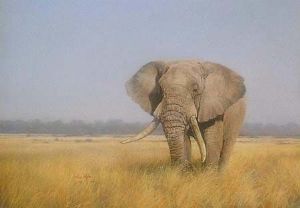 "Lone Bull"