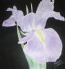 "Iris"