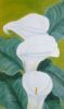 "Arum Lilies"