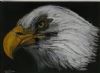 "Bald Eagle"