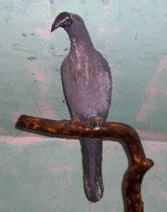 "African Grey Hornbill"