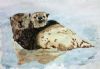 "Sea Otters I"