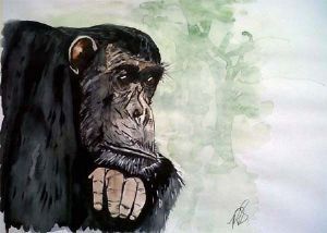 "Chimpanzee Frodo I"