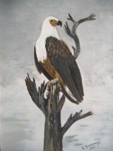 "African Fish Eagle"