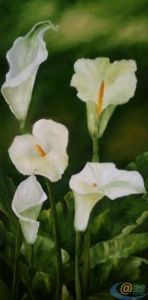 "Arum 1"