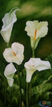 "Arum 1"