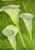 "Green Arum Lilies"