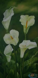 "Arum2"