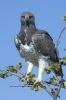 "Martial Eagle"