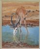 "Springbok Drinking"