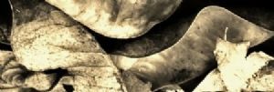 "Leaves Sepia Abstract"